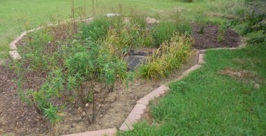 By the end of the summer, the plants have matured enough to begin their hard work of filtering and holding back stormwater.